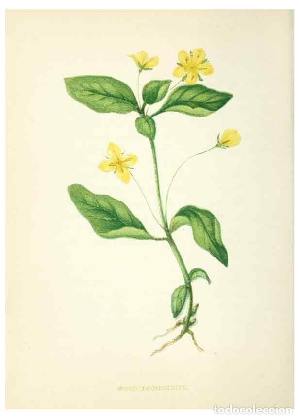 Sammeln von Zeitschriften und Zeitungen: Reproducci&oacute;n/Reproduction 8513810976: Wild flowers.. London :Pott, Young & Co.,[1857] - Pratt, Anne,