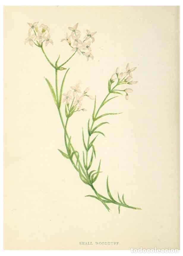 Colecionismo de Revistas e Jornais: Reproducci&oacute;n/Reproduction 8513823648: Wild flowers.. London :Pott, Young & Co.,[1857] - Pratt, Anne,