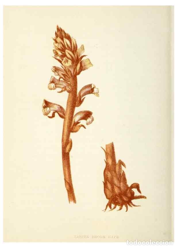 Collectionnisme de Revues et Journaux: Reproducci&oacute;n/Reproduction 8513822448: Wild flowers.. London :Pott, Young & Co.,[1857] - Pratt, Anne,