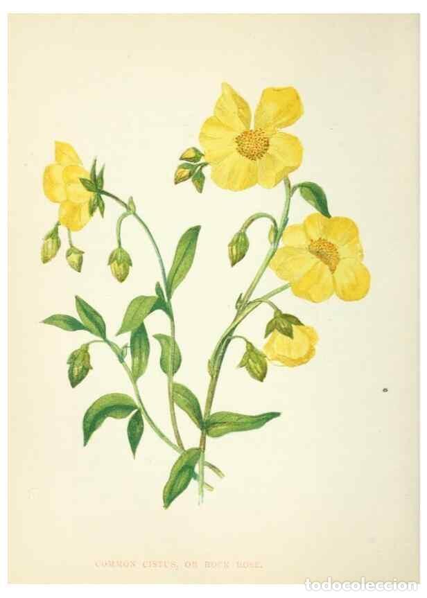 Collection Magazines and Newspapers: Reproducci&oacute;n/Reproduction 8512702149: Wild flowers.. London :Pott, Young & Co.,[1857] - Pratt, Anne,
