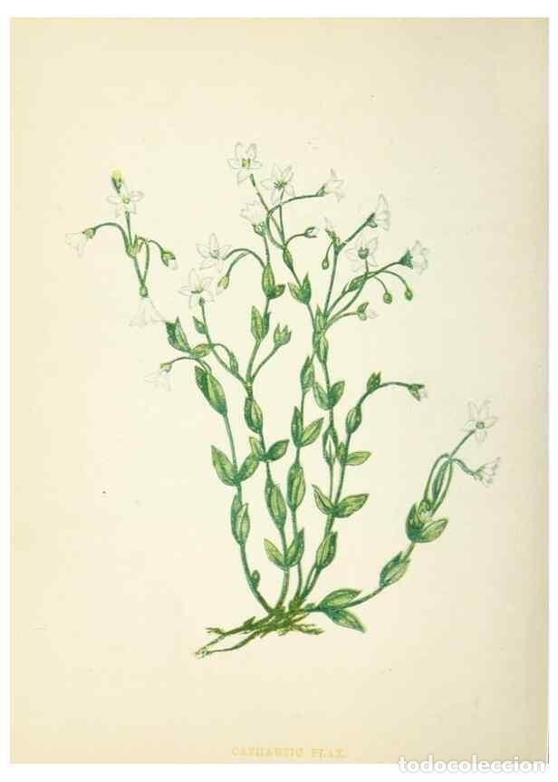 Collection Magazines and Newspapers: Reproducci&oacute;n/Reproduction 8512706037: Wild flowers.. London :Pott, Young & Co.,[1857] - Pratt, Anne,