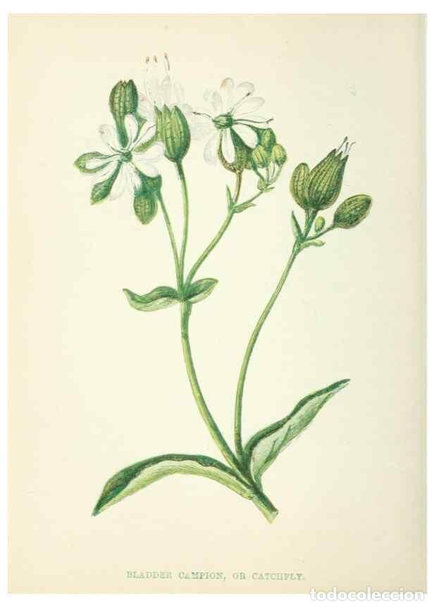 Collection Magazines and Newspapers: Reproducci&oacute;n/Reproduction 8512705219: Wild flowers.. London :Pott, Young & Co.,[1857] - Pratt, Anne,