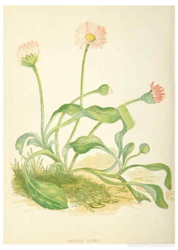 Sammeln von Zeitschriften und Zeitungen: Reproducci&oacute;n/Reproduction 8512711221: Wild flowers.. London :Pott, Young & Co.,[1857] - Pratt, Anne,