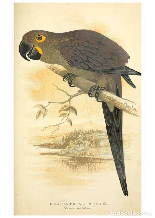 Sammeln von Zeitschriften und Zeitungen: Reproducci&oacute;n/Reproduction 7979745009: The speaking parrots:. London,L.U. Gill[1884] - Russ, Karl,