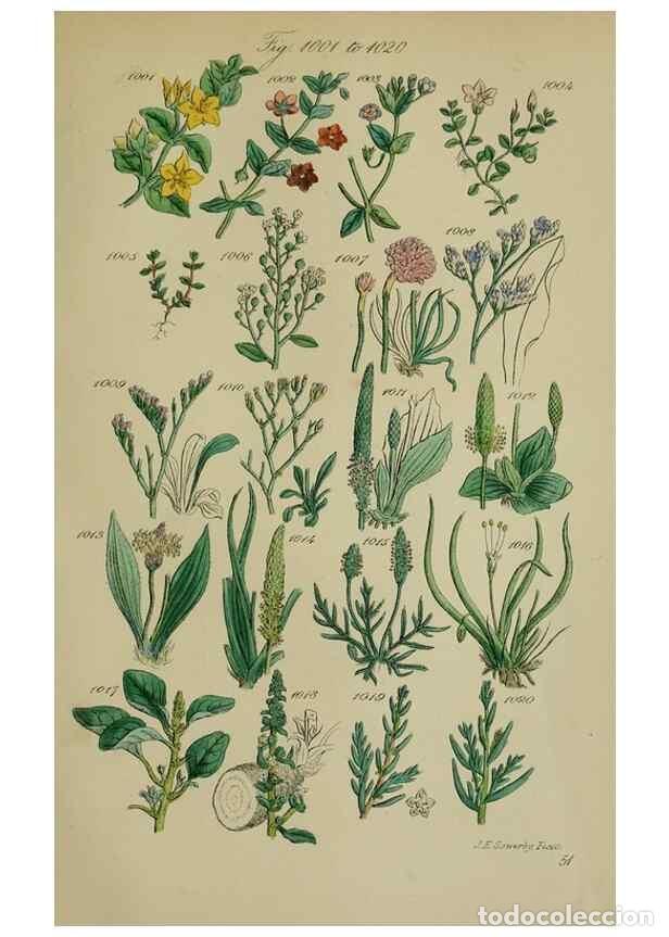 Sammeln von Zeitschriften und Zeitungen: Reproducci&oacute;n/Reproduction 7507523822: British wild flowers.. London,J. Van Voorst,1876. - Johnson, C
