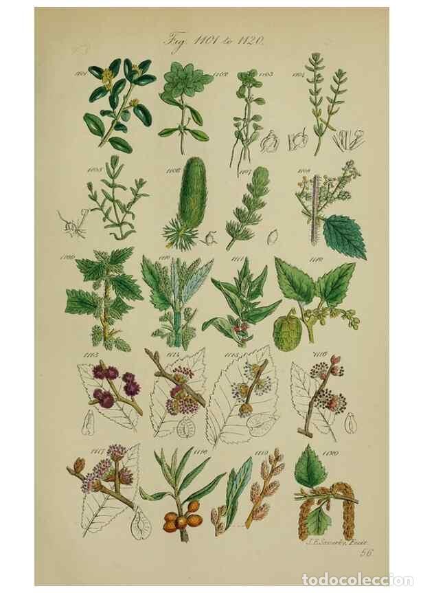 Collectionnisme de Revues et Journaux: Reproducci&oacute;n/Reproduction 7507532398: British wild flowers.. London,J. Van Voorst,1876. - Johnson, C