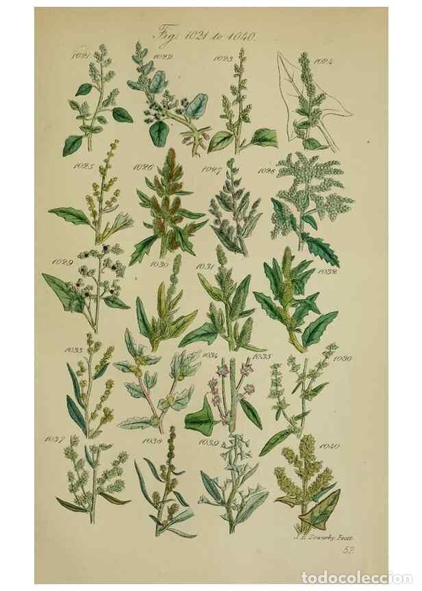 Coleccionismo de Revistas y Peri&oacute;dicos: Reproducci&oacute;n/Reproduction 7507525616: British wild flowers.. London,J. Van Voorst,1876. - Johnson, C