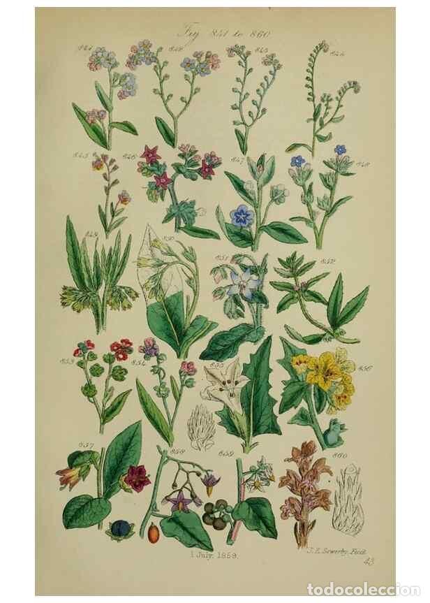 Collectionnisme de Revues et Journaux: Reproducci&oacute;n/Reproduction 7507511008: British wild flowers.. London,J. Van Voorst,1876. - Johnson, C
