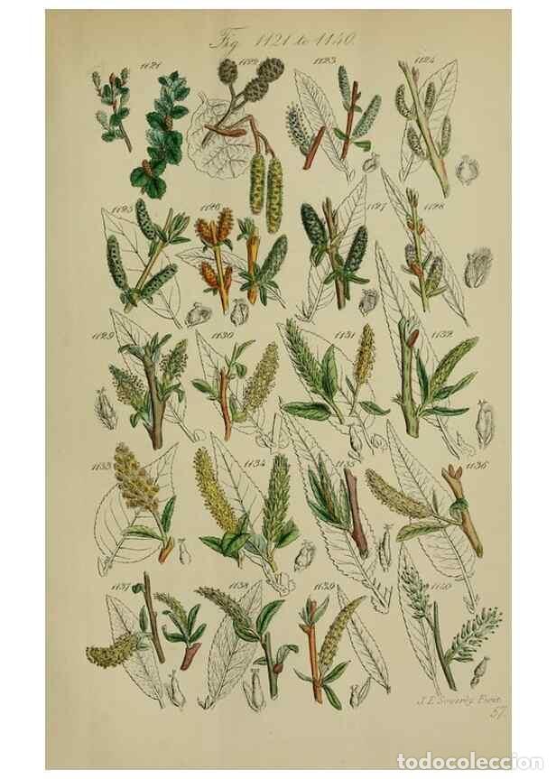 Colecionismo de Revistas e Jornais: Reproducci&oacute;n/Reproduction 7507534096: British wild flowers.. London,J. Van Voorst,1876. - Johnson, C