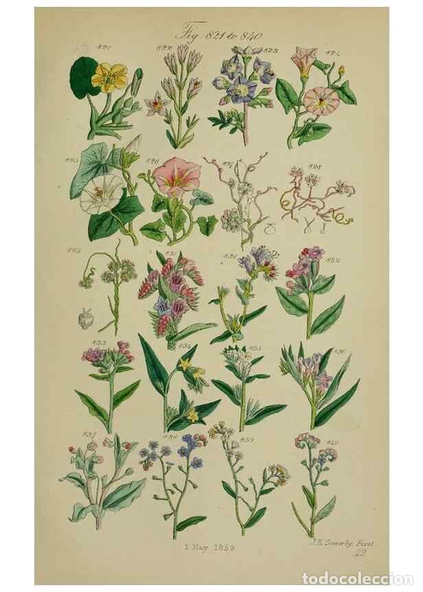 Coleccionismo de Revistas y Peri&oacute;dicos: Reproducci&oacute;n/Reproduction 7507509534: British wild flowers.. London,J. Van Voorst,1876. - Johnson, C