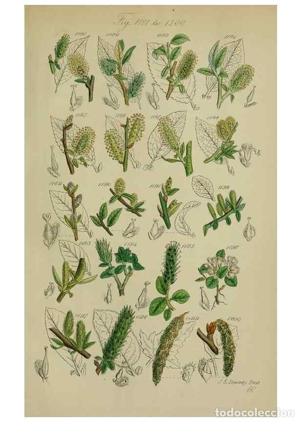 Collectionnisme de Revues et Journaux: Reproducci&oacute;n/Reproduction 7507538108: British wild flowers.. London,J. Van Voorst,1876. - Johnson, C