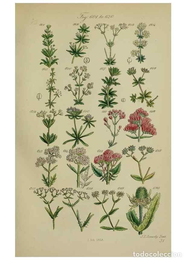Colecionismo de Revistas e Jornais: Reproducci&oacute;n/Reproduction 7507496434: British wild flowers.. London,J. Van Voorst,1876. - Johnson, C