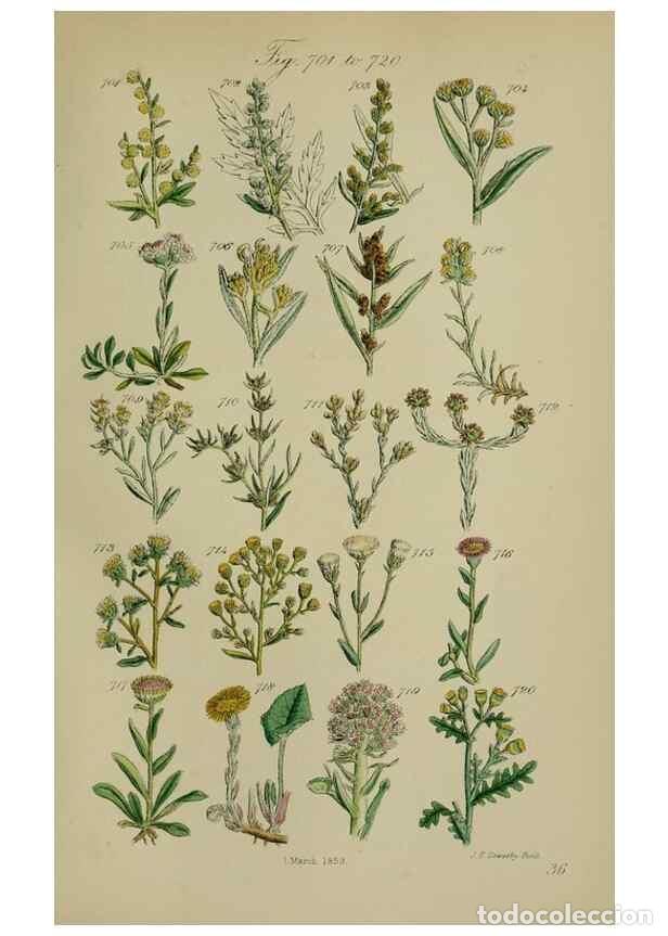 Sammeln von Zeitschriften und Zeitungen: Reproducci&oacute;n/Reproduction 7507502936: British wild flowers.. London,J. Van Voorst,1876. - Johnson, C