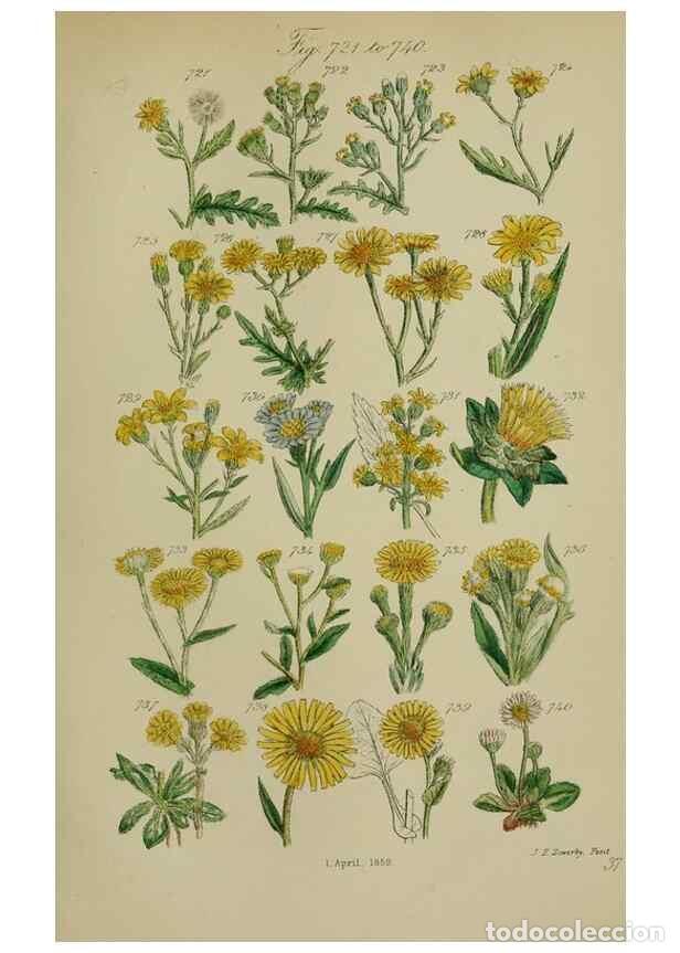 Sammeln von Zeitschriften und Zeitungen: Reproducci&oacute;n/Reproduction 7507504136: British wild flowers.. London,J. Van Voorst,1876. - Johnson, C