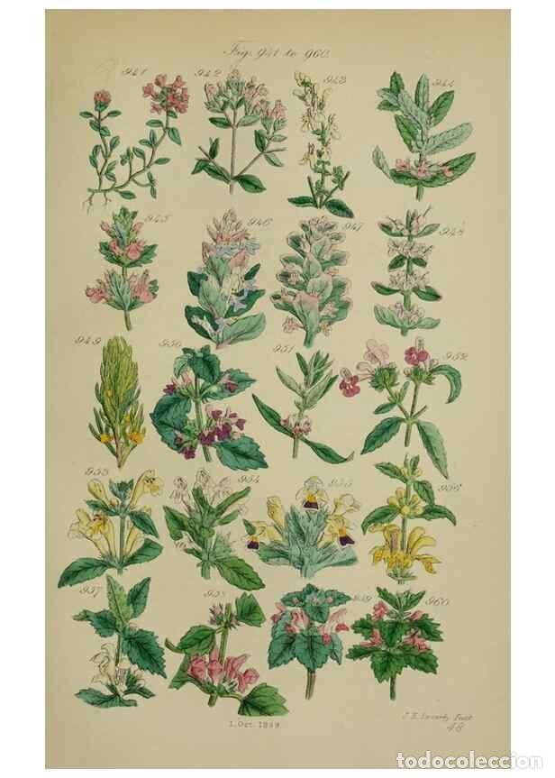 Sammeln von Zeitschriften und Zeitungen: Reproducci&oacute;n/Reproduction 7507519182: British wild flowers.. London,J. Van Voorst,1876. - Johnson, C