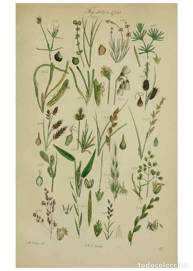 Sammeln von Zeitschriften und Zeitungen: Reproducci&oacute;n/Reproduction 7507576352: British wild flowers.. London,J. Van Voorst,1876. - Johnson, C