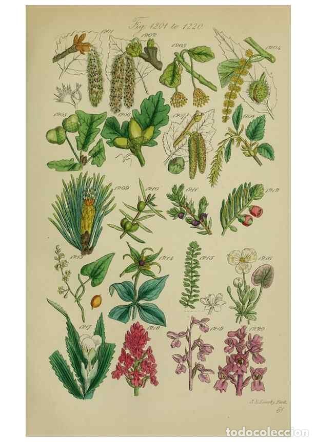 Sammeln von Zeitschriften und Zeitungen: Reproducci&oacute;n/Reproduction 7507539692: British wild flowers.. London,J. Van Voorst,1876. - Johnson, C