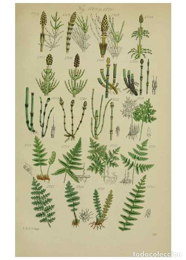 Sammeln von Zeitschriften und Zeitungen: Reproducci&oacute;n/Reproduction 7507577982: British wild flowers.. London,J. Van Voorst,1876. - Johnson, C