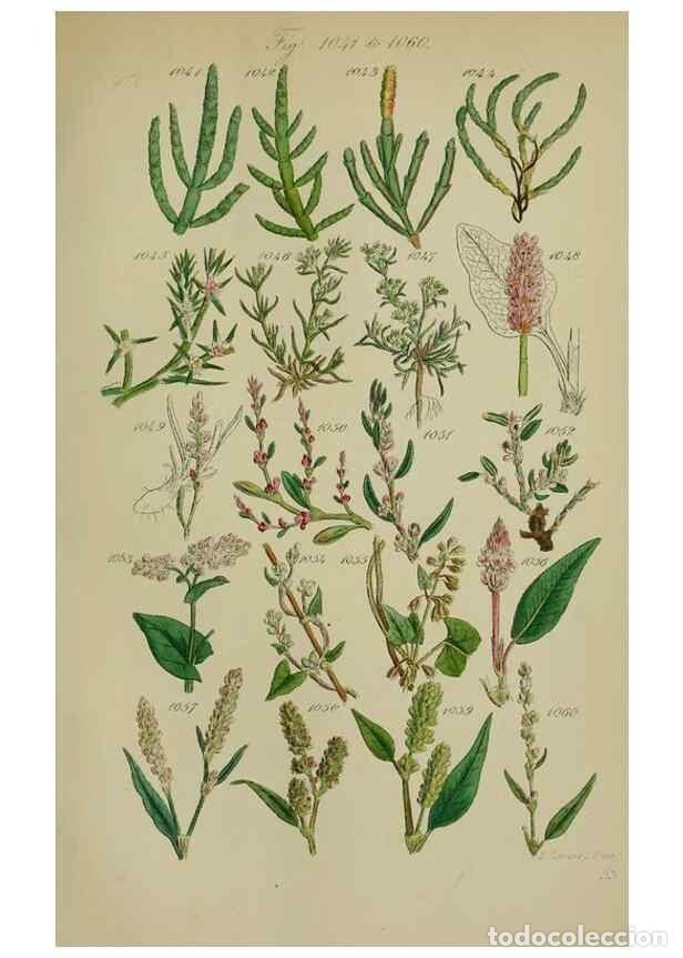 Collection Magazines and Newspapers: Reproducci&oacute;n/Reproduction 7507527238: British wild flowers.. London,J. Van Voorst,1876. - Johnson, C