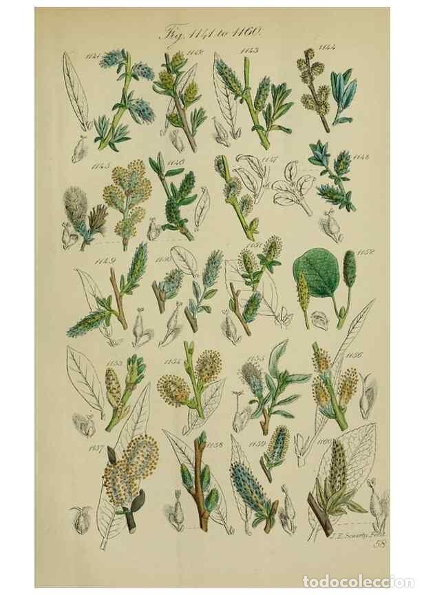 Collectionnisme de Revues et Journaux: Reproducci&oacute;n/Reproduction 7507535286: British wild flowers.. London,J. Van Voorst,1876. - Johnson, C