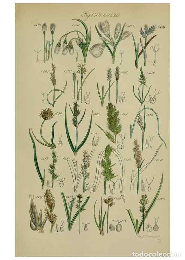 Colecionismo de Revistas e Jornais: Reproducci&oacute;n/Reproduction 7507555580: British wild flowers.. London,J. Van Voorst,1876. - Johnson, C