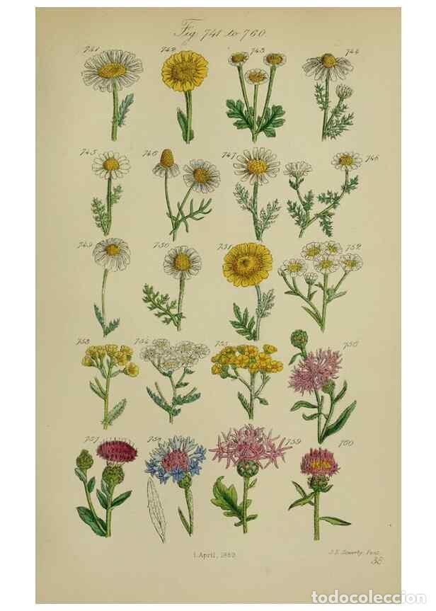 Coleccionismo de Revistas y Peri&oacute;dicos: Reproducci&oacute;n/Reproduction 7507505422: British wild flowers.. London,J. Van Voorst,1876. - Johnson, C