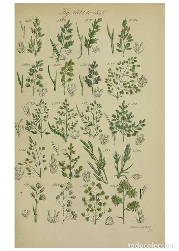 Sammeln von Zeitschriften und Zeitungen: Reproducci&oacute;n/Reproduction 7507563638: British wild flowers.. London,J. Van Voorst,1876. - Johnson, C