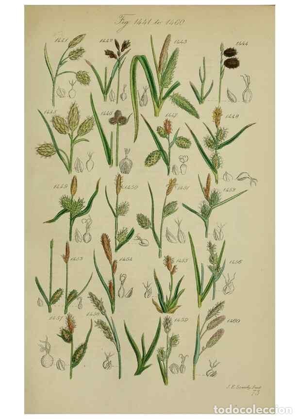 Sammeln von Zeitschriften und Zeitungen: Reproducci&oacute;n/Reproduction 7507557858: British wild flowers.. London,J. Van Voorst,1876. - Johnson, C