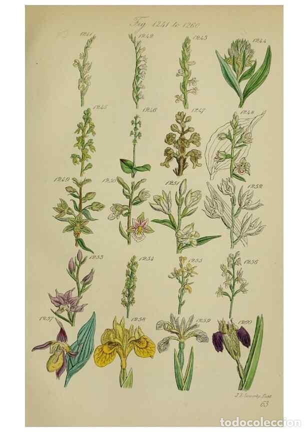 Sammeln von Zeitschriften und Zeitungen: Reproducci&oacute;n/Reproduction 7507542854: British wild flowers.. London,J. Van Voorst,1876. - Johnson, C
