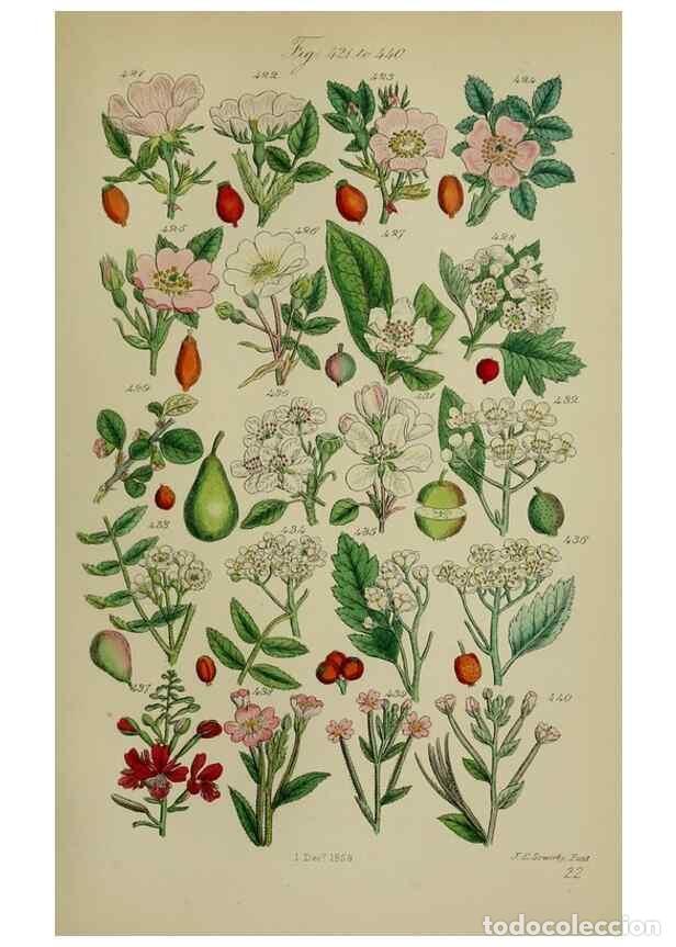 Sammeln von Zeitschriften und Zeitungen: Reproducci&oacute;n/Reproduction 7507484108: British wild flowers.. London,J. Van Voorst,1876. - Johnson, C