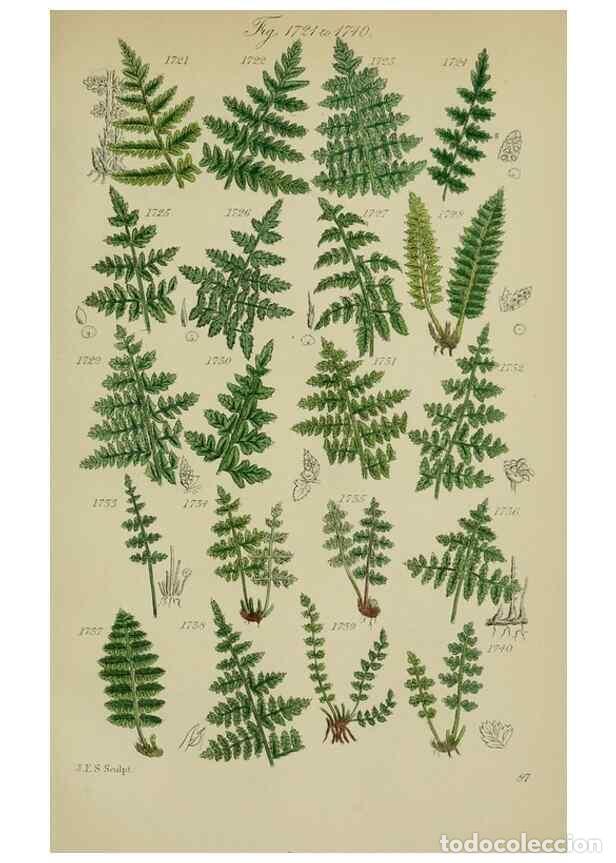 Sammeln von Zeitschriften und Zeitungen: Reproducci&oacute;n/Reproduction 7507579660: British wild flowers.. London,J. Van Voorst,1876. - Johnson, C