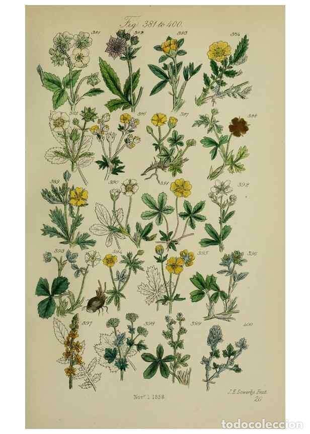 Collectionnisme de Revues et Journaux: Reproducci&oacute;n/Reproduction 7507481242: British wild flowers.. London,J. Van Voorst,1876. - Johnson, C