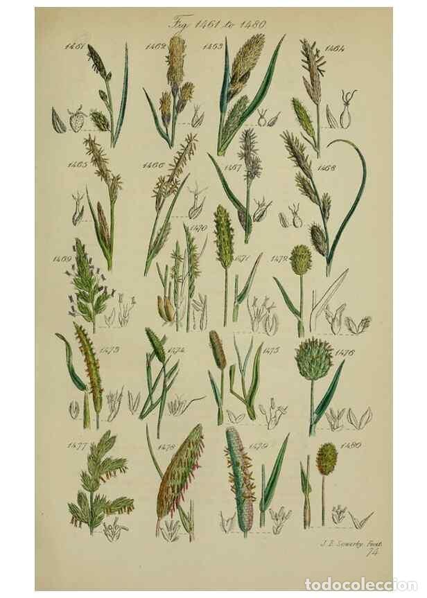 Collezionismo di Riviste e Giornali: Reproducci&oacute;n/Reproduction 7507559212: British wild flowers.. London,J. Van Voorst,1876. - Johnson, C