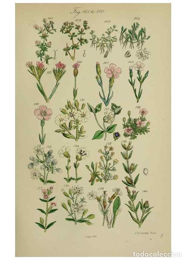 Collection Magazines and Newspapers: Reproducci&oacute;n/Reproduction 7507465034: British wild flowers.. London,J. Van Voorst,1876. - Johnson, C