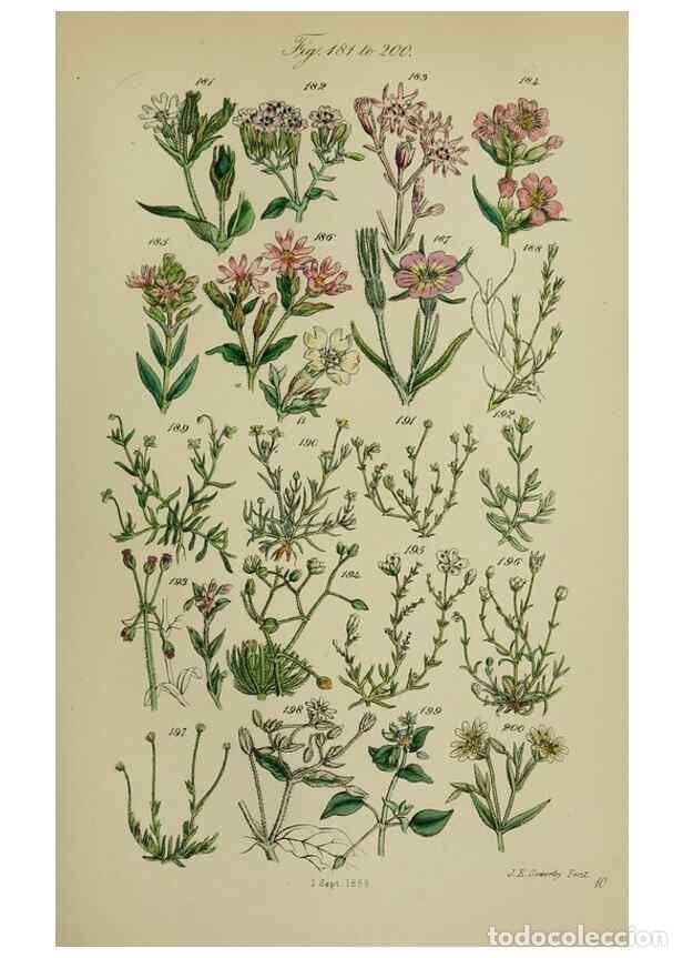 Collection Magazines and Newspapers: Reproducci&oacute;n/Reproduction 7507466692: British wild flowers.. London,J. Van Voorst,1876. - Johnson, C