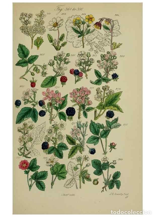 Sammeln von Zeitschriften und Zeitungen: Reproducci&oacute;n/Reproduction 7507479938: British wild flowers.. London,J. Van Voorst,1876. - Johnson, C