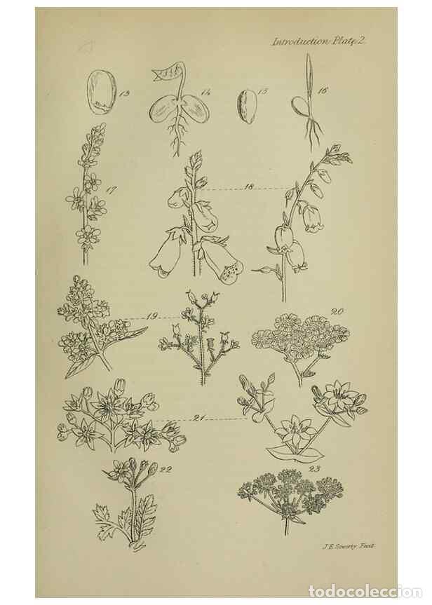 Collezionismo di Riviste e Giornali: Reproducci&oacute;n/Reproduction 7507452966: British wild flowers.. London,J. Van Voorst,1876. - Johnson, C