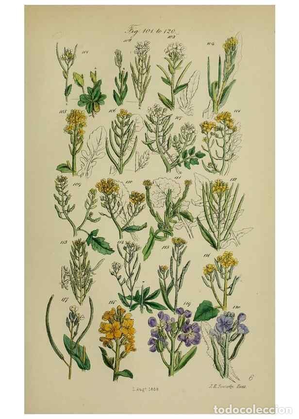 Collectionnisme de Revues et Journaux: Reproducci&oacute;n/Reproduction 7507460798: British wild flowers.. London,J. Van Voorst,1876. - Johnson, C