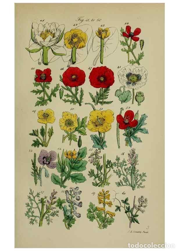 Colecionismo de Revistas e Jornais: Reproducci&oacute;n/Reproduction 7507456882: British wild flowers.. London,J. Van Voorst,1876. - Johnson, C