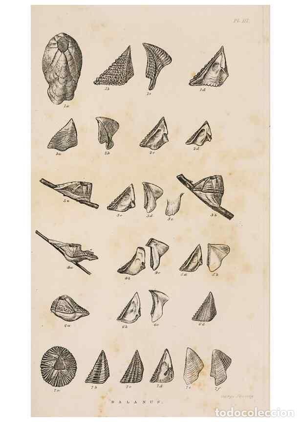 Colecionismo de Revistas e Jornais: Reproducci&oacute;n/Reproduction 7509341210: A monograph on the sub-class Cirripedia,. London,Ray society,1