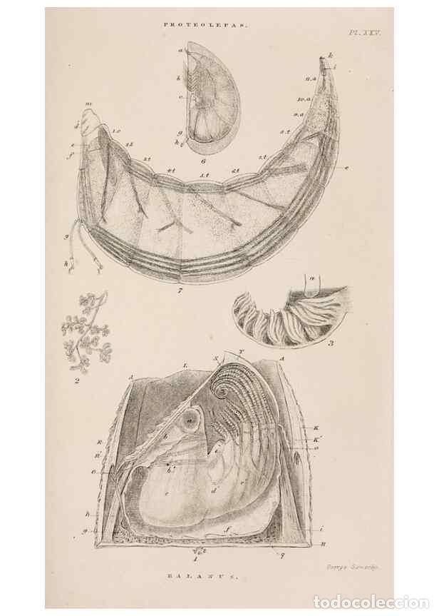 Sammeln von Zeitschriften und Zeitungen: Reproducci&oacute;n/Reproduction 7509352482: A monograph on the sub-class Cirripedia,. London,Ray society,1