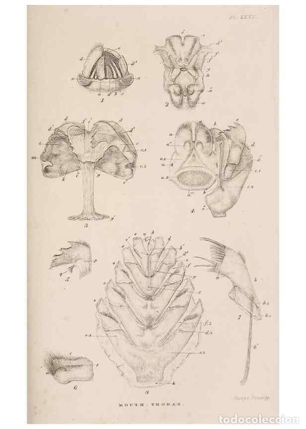 Sammeln von Zeitschriften und Zeitungen: Reproducci&oacute;n/Reproduction 7509353610: A monograph on the sub-class Cirripedia,. London,Ray society,1