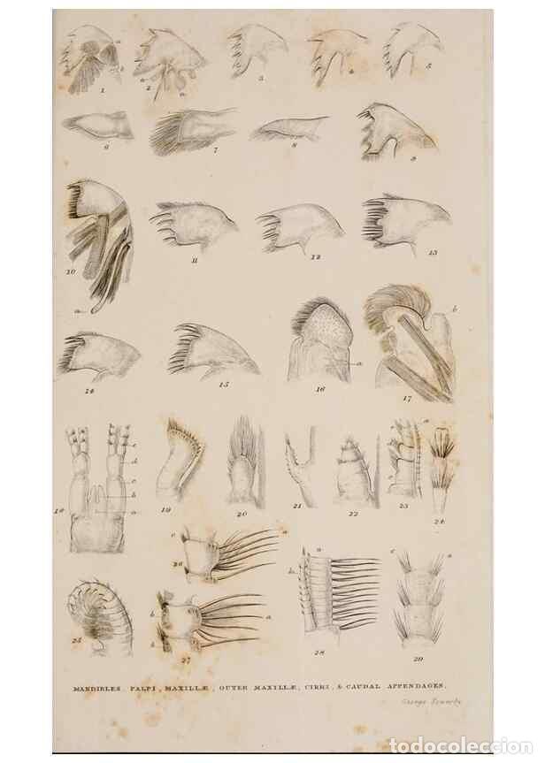 Sammeln von Zeitschriften und Zeitungen: Reproducci&oacute;n/Reproduction 7509052498: A monograph on the sub-class Cirripedia,. London,Ray society,1