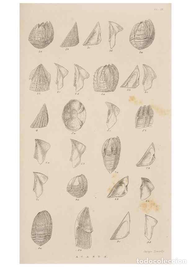 Colecionismo de Revistas e Jornais: Reproducci&oacute;n/Reproduction 7509360984: A monograph on the sub-class Cirripedia,. London,Ray society,1