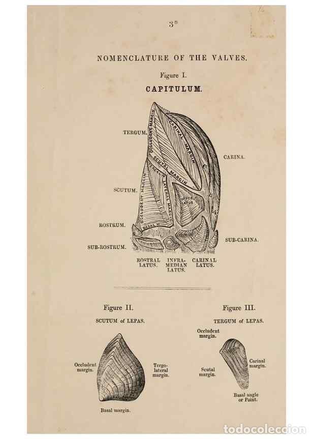 Coleccionismo de Revistas y Peri&oacute;dicos: Reproducci&oacute;n/Reproduction 7509041340: A monograph on the sub-class Cirripedia,. London,Ray society,1
