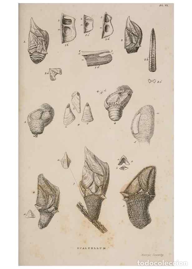 Colecionismo de Revistas e Jornais: Reproducci&oacute;n/Reproduction 7509048054: A monograph on the sub-class Cirripedia,. London,Ray society,1