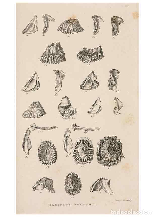 Collezionismo di Riviste e Giornali: Reproducci&oacute;n/Reproduction 7509366596: A monograph on the sub-class Cirripedia,. London,Ray society,1