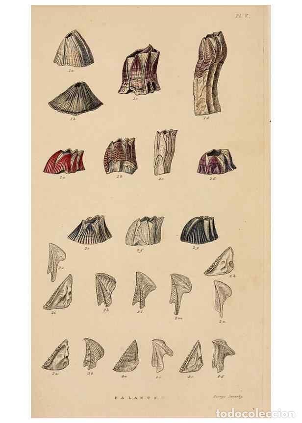 Collectionnisme de Revues et Journaux: Reproducci&oacute;n/Reproduction 7509346182: A monograph on the sub-class Cirripedia,. London,Ray society,1