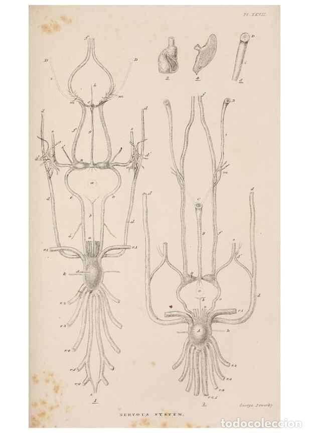 Coleccionismo de Revistas y Peri&oacute;dicos: Reproducci&oacute;n/Reproduction 7509354722: A monograph on the sub-class Cirripedia,. London,Ray society,1