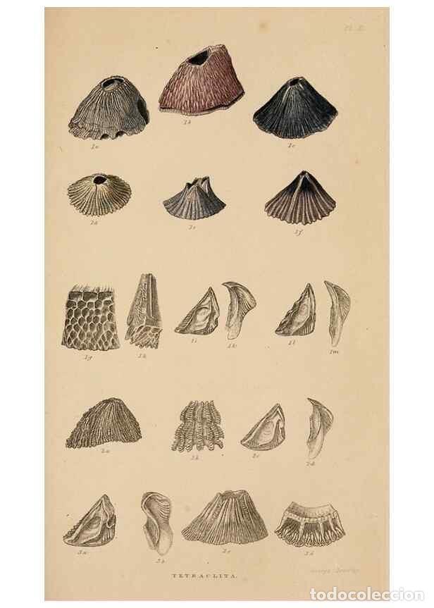 Colecionismo de Revistas e Jornais: Reproducci&oacute;n/Reproduction 7509362998: A monograph on the sub-class Cirripedia,. London,Ray society,1